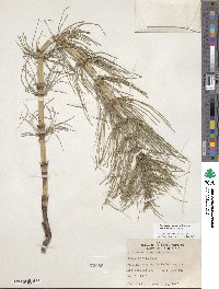 Equisetum telmateia subsp. braunii image