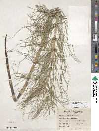 Equisetum telmateia image