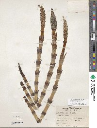 Equisetum telmateia image