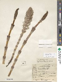 Equisetum telmateia image