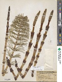 Equisetum telmateia image