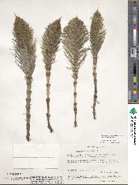 Equisetum telmateia image