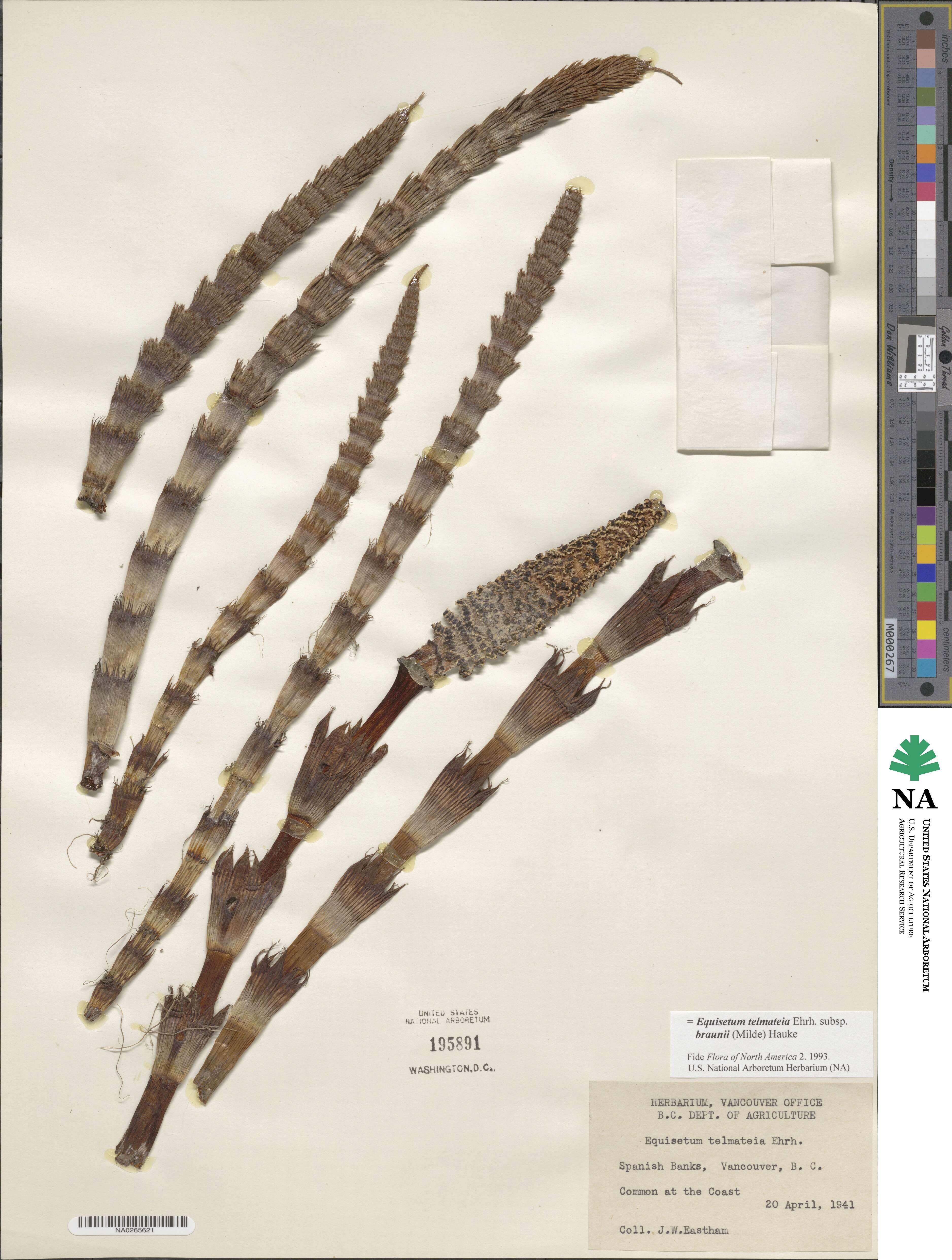 Equisetum telmateia image