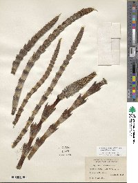 Equisetum telmateia subsp. braunii image