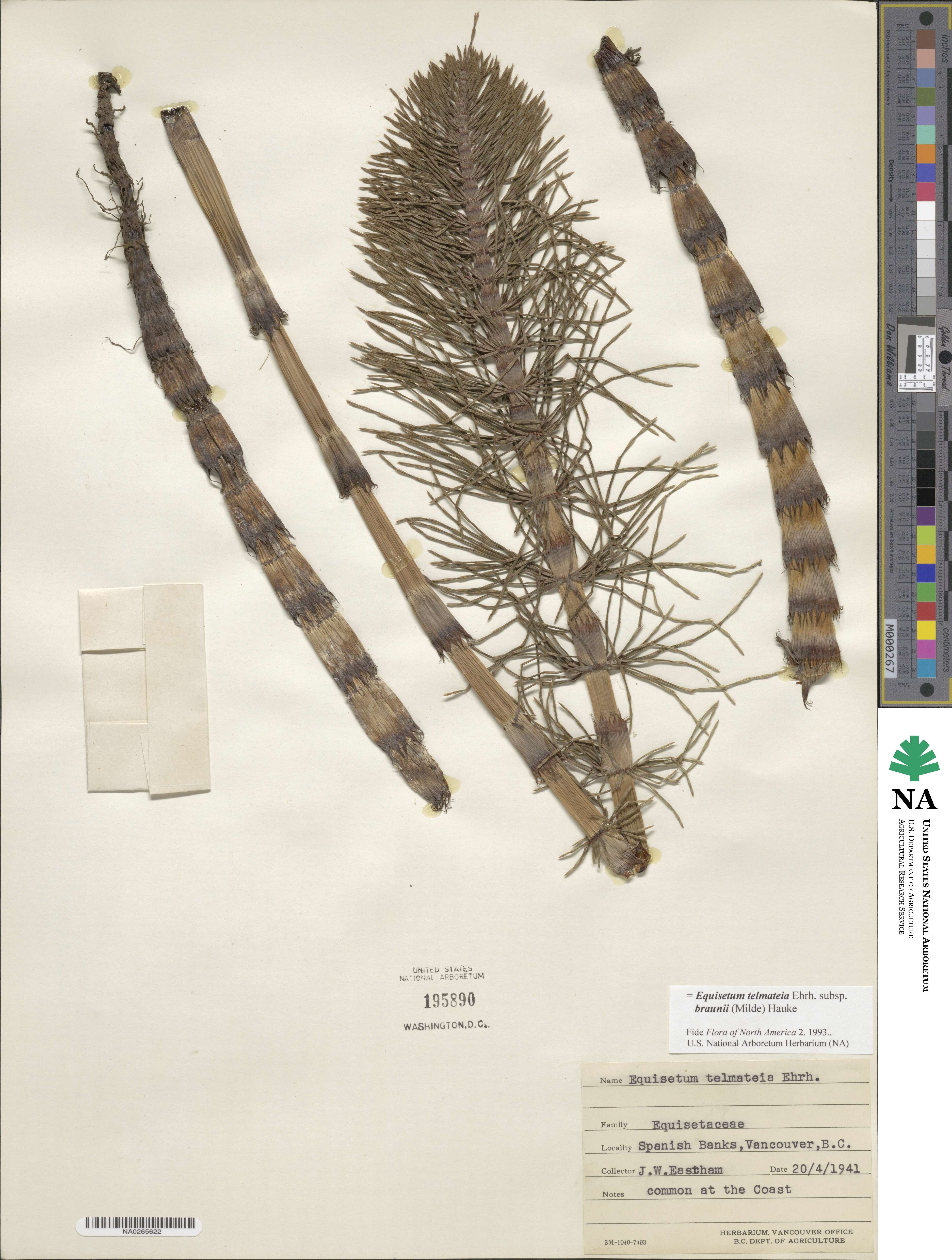 Equisetum telmateia subsp. braunii image