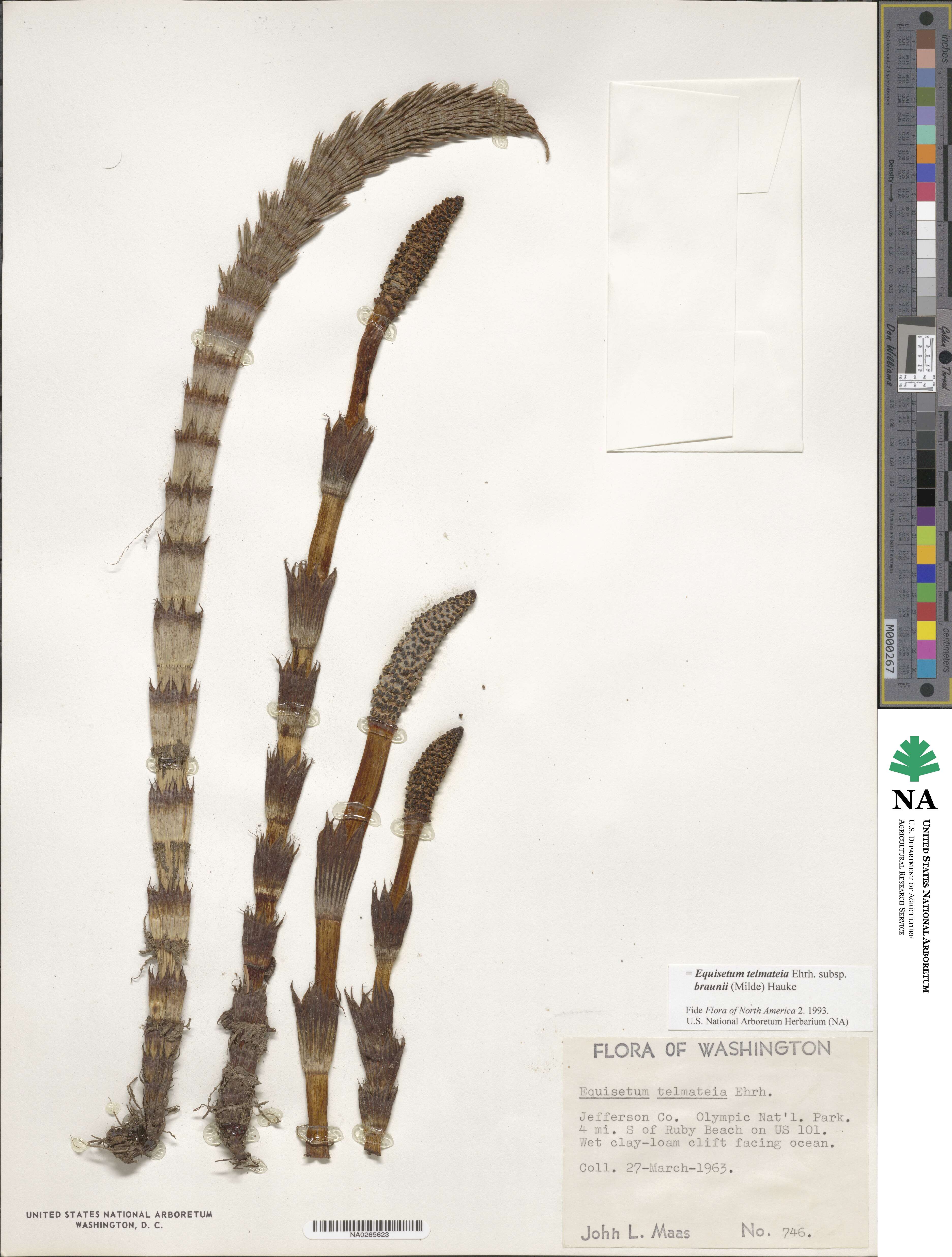 Equisetum telmateia image