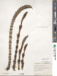 Equisetum telmateia subsp. braunii image