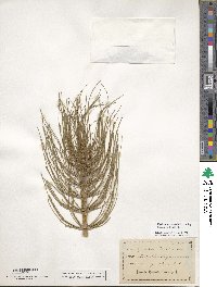 Equisetum telmateia image