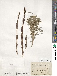 Equisetum telmateia image