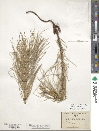 Equisetum telmateia image