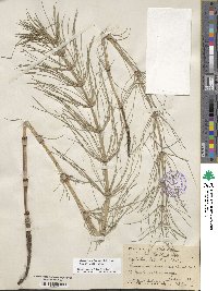 Equisetum telmateia subsp. braunii image