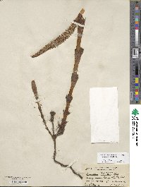 Equisetum telmateia subsp. braunii image