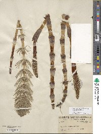 Equisetum telmateia image