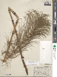 Equisetum telmateia subsp. braunii image