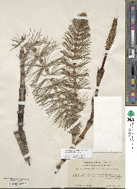 Equisetum telmateia subsp. braunii image