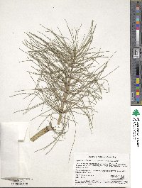 Equisetum telmateia subsp. braunii image