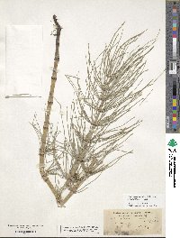 Equisetum telmateia subsp. braunii image