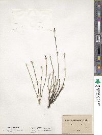 Equisetum variegatum image