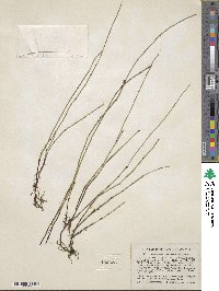 Equisetum variegatum image