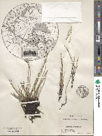 Equisetum variegatum image