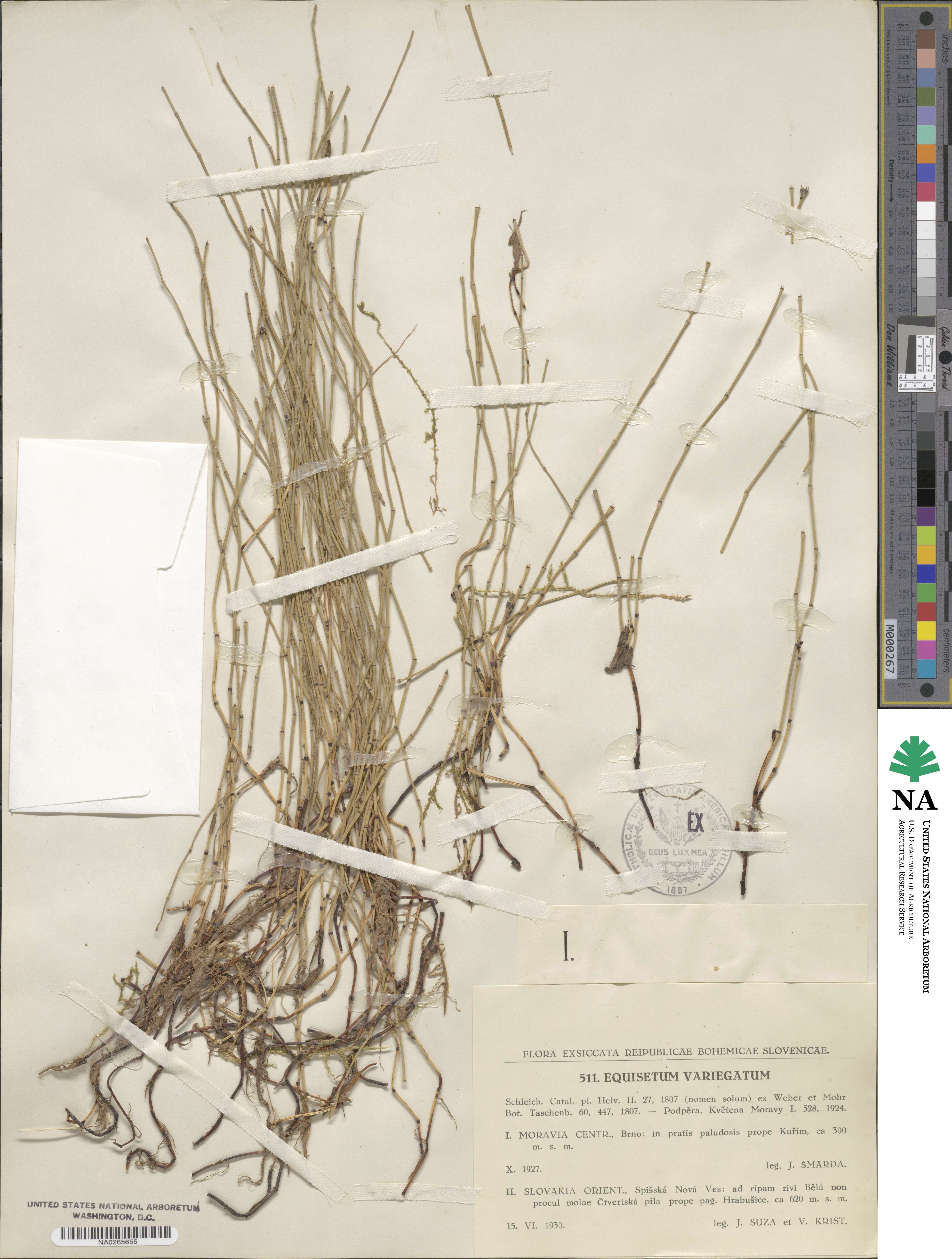 Equisetum variegatum image