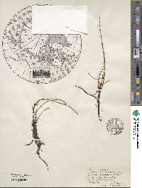 Equisetum variegatum image