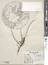 Equisetum variegatum image