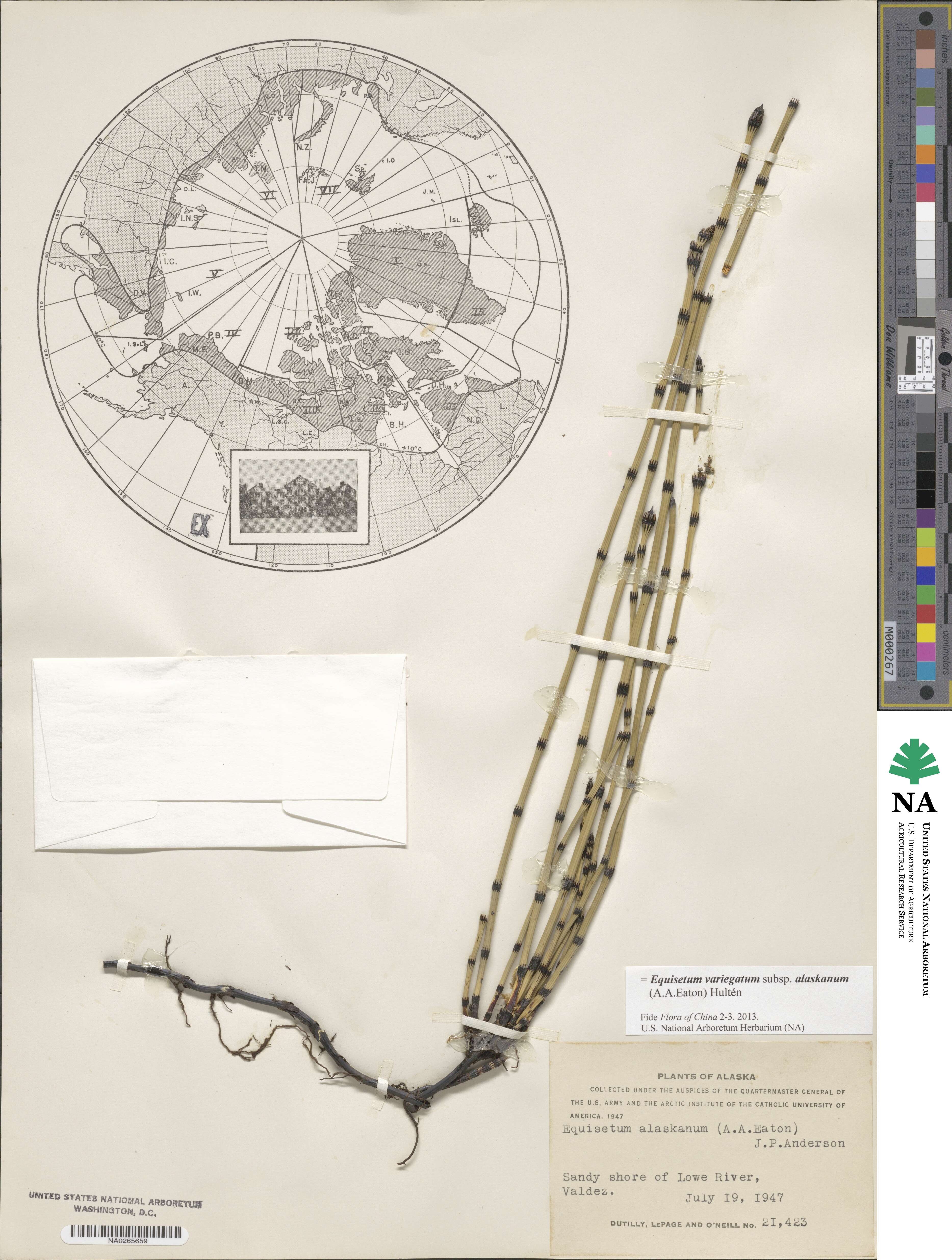 Equisetum variegatum subsp. alaskanum image