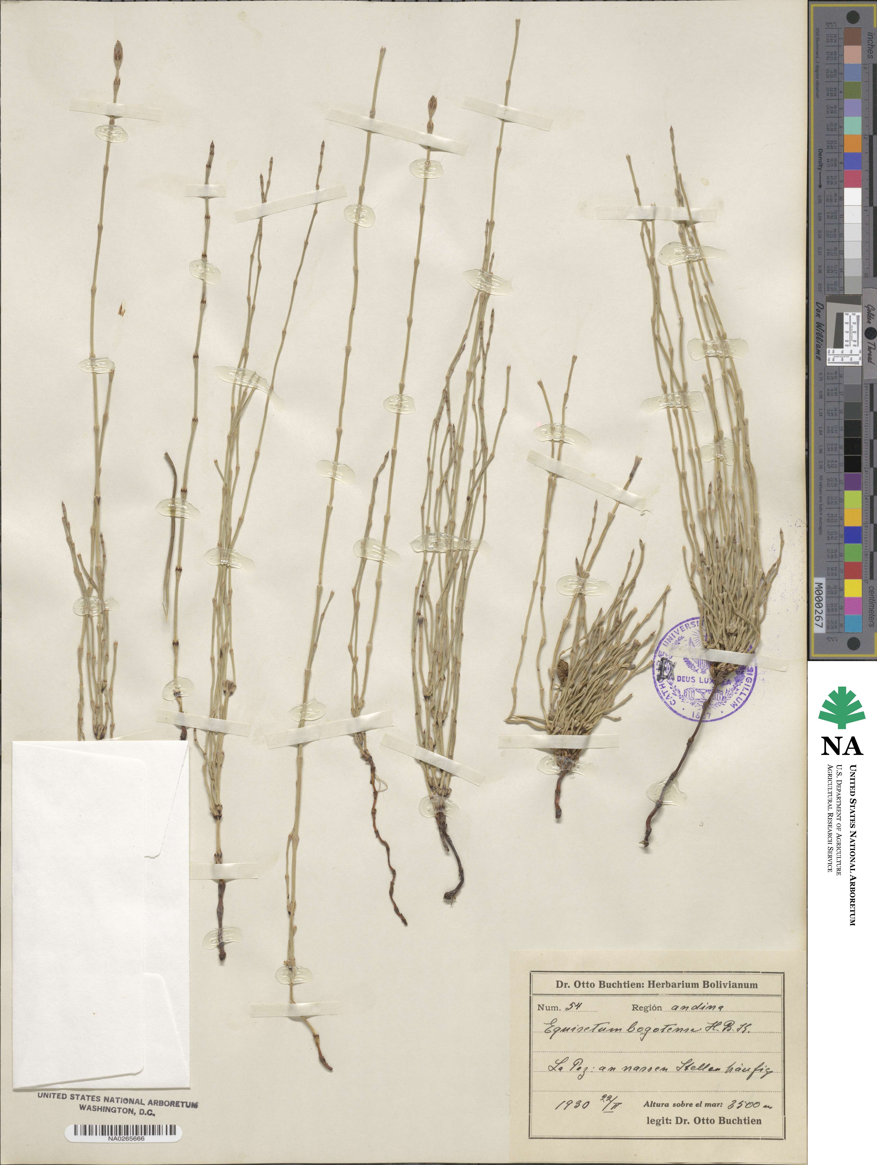 Equisetum bogotense image