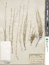 Image of Equisetum bogotense