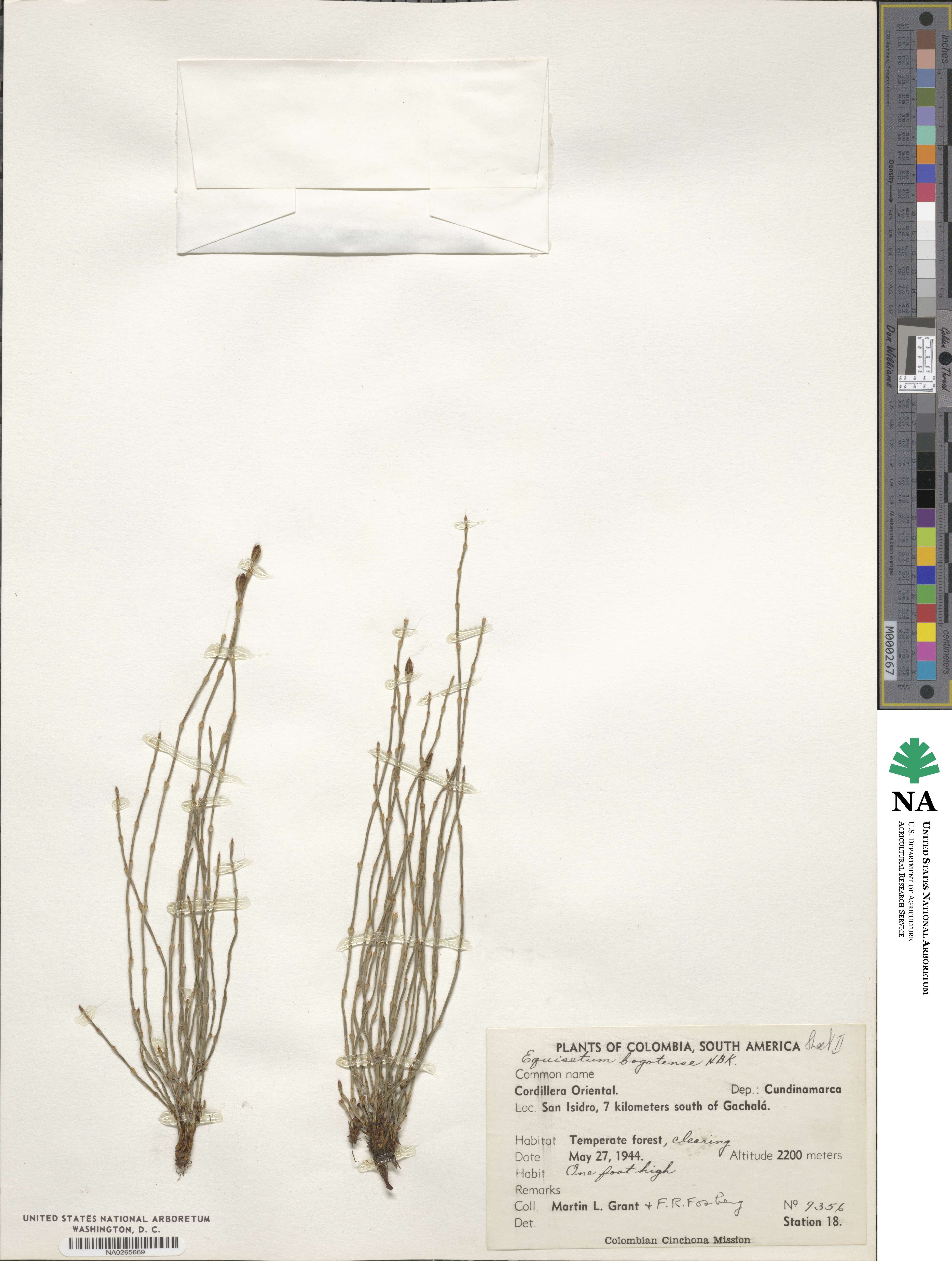 Equisetum bogotense image