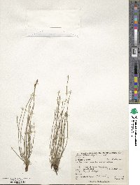 Equisetum bogotense image