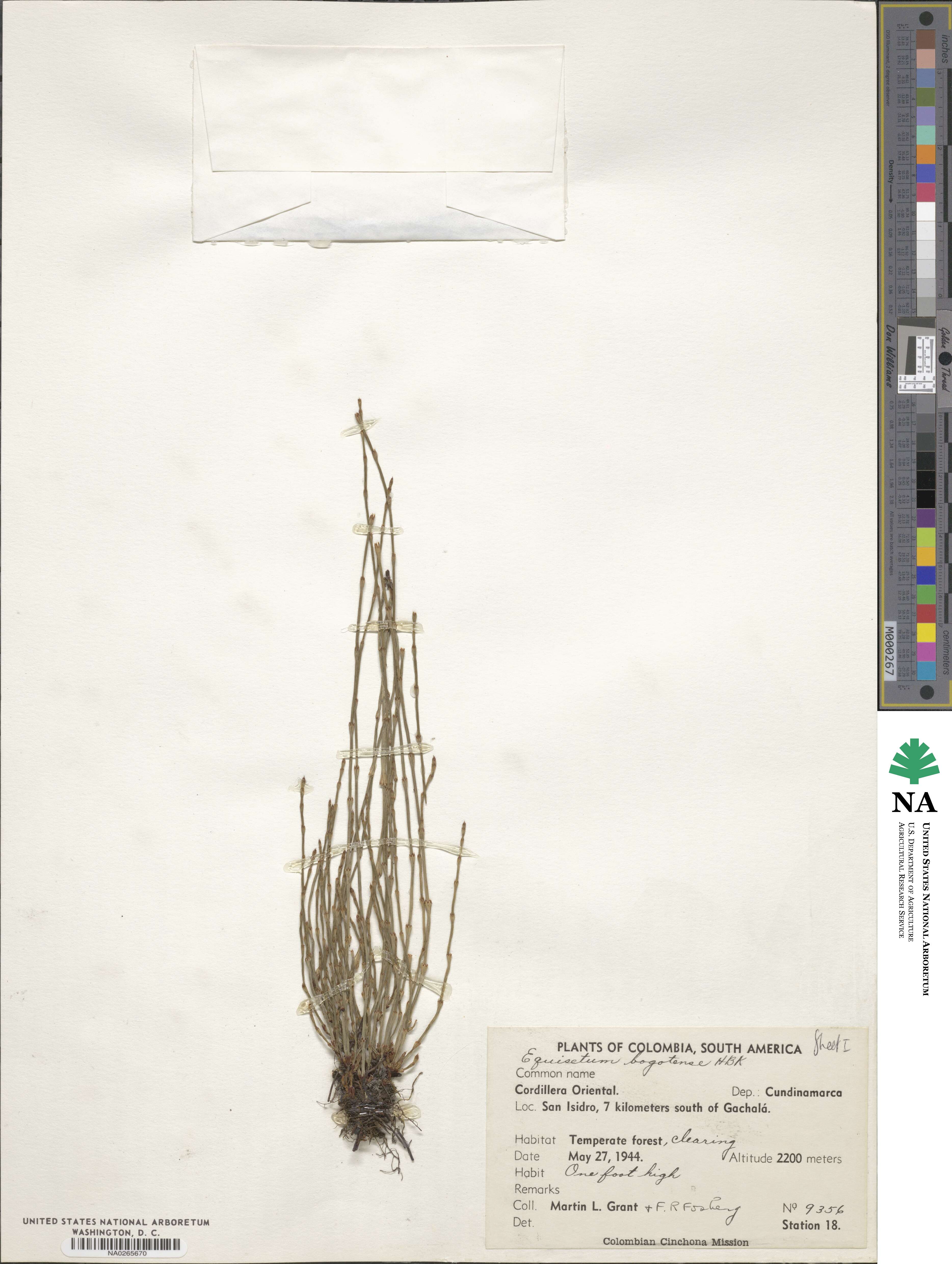 Equisetum bogotense image