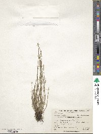 Equisetum bogotense image