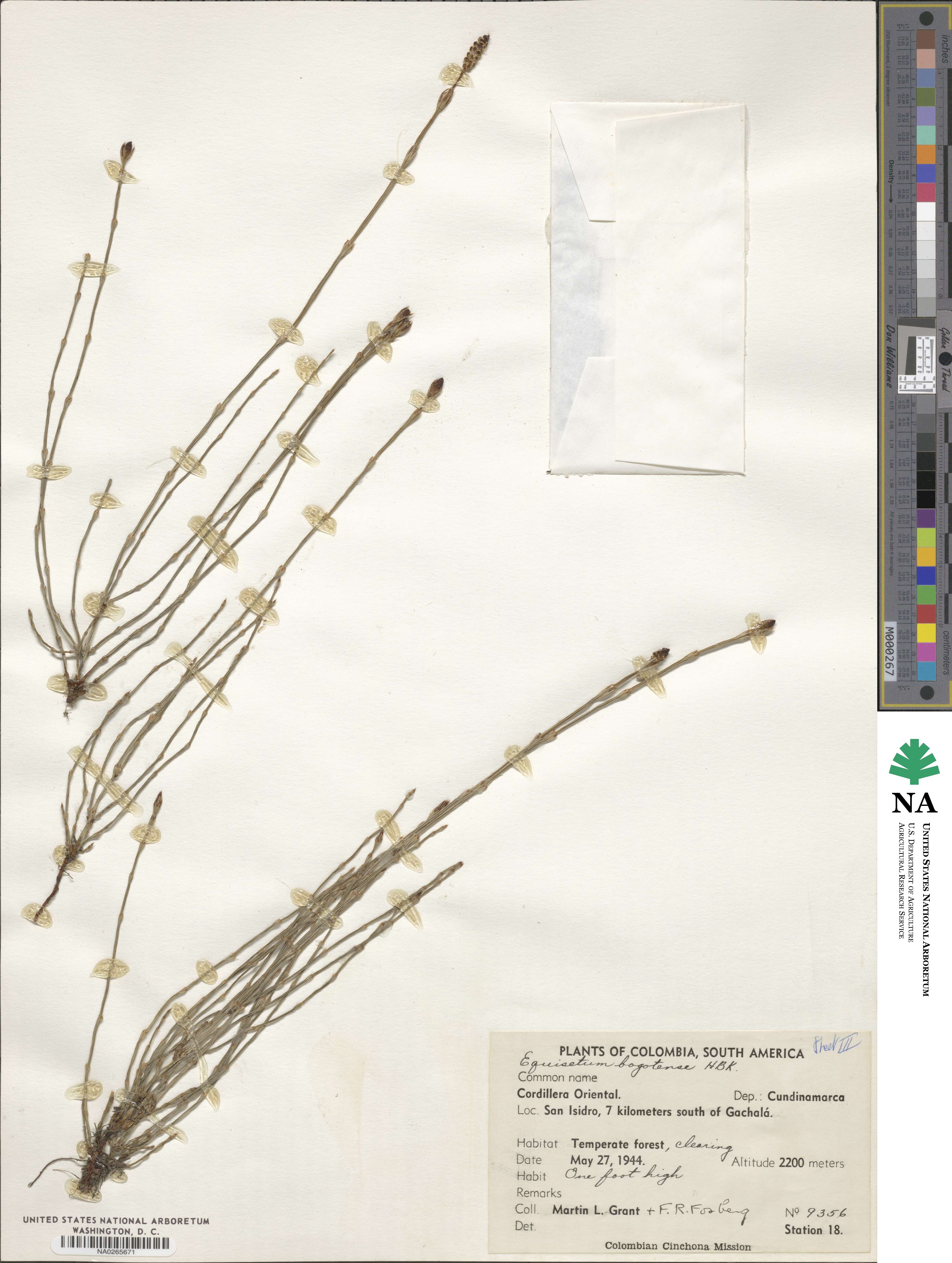 Equisetum bogotense image