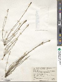 Equisetum bogotense image