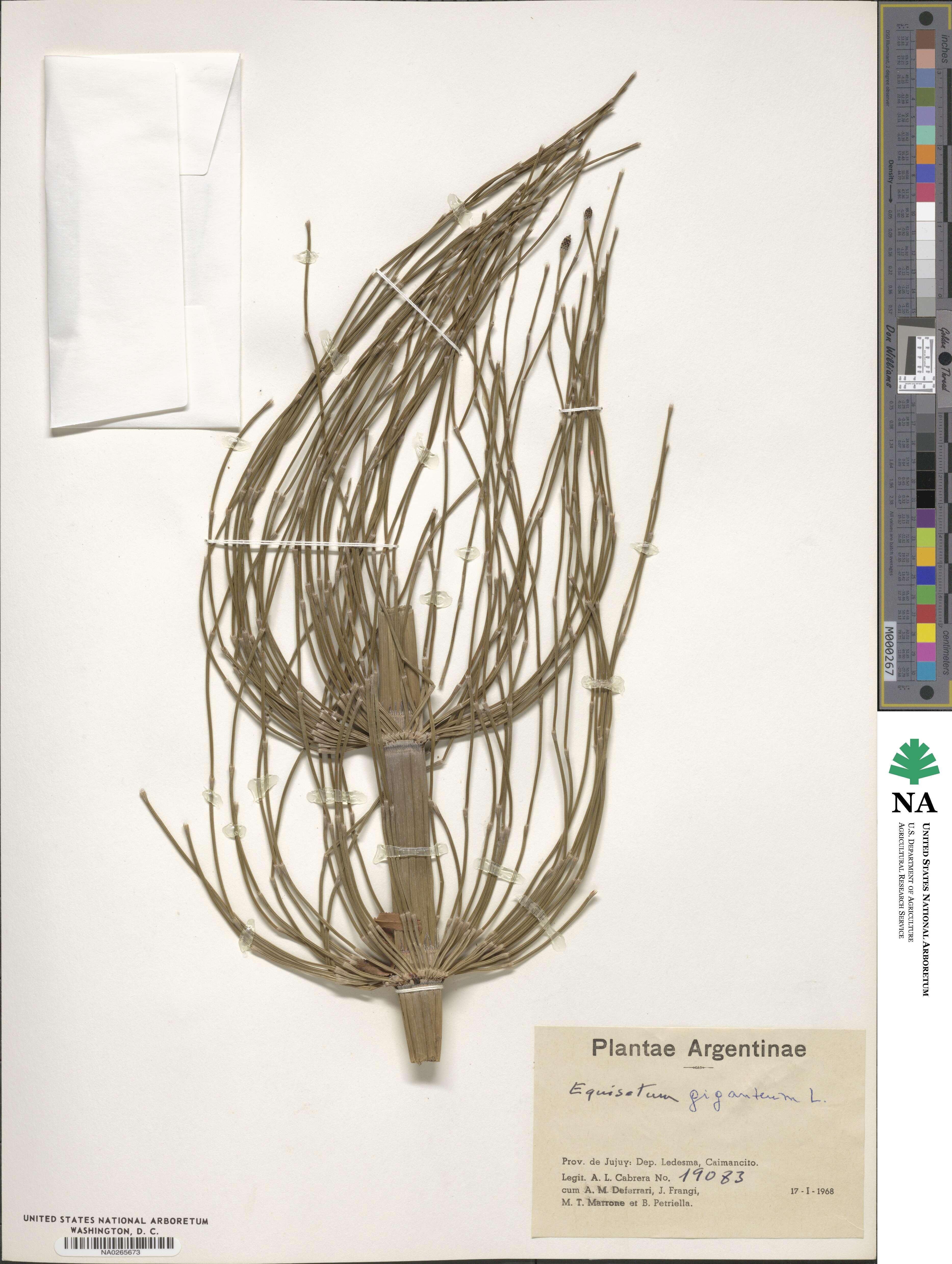 Equisetum giganteum image