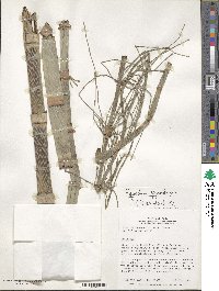 Equisetum giganteum image