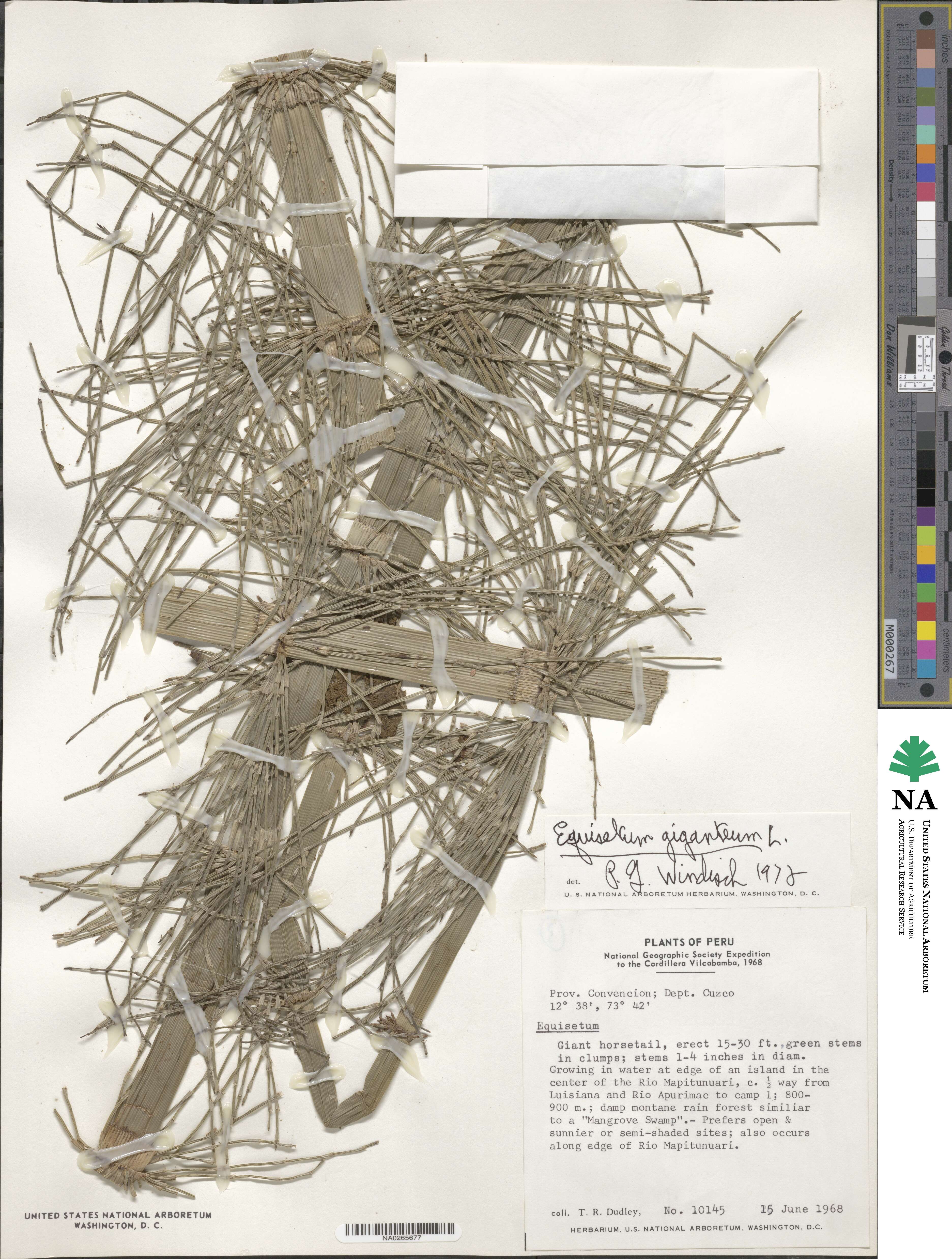 Equisetum giganteum image