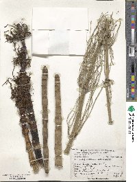 Equisetum giganteum image