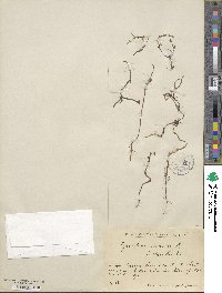 Equisetum arvense image
