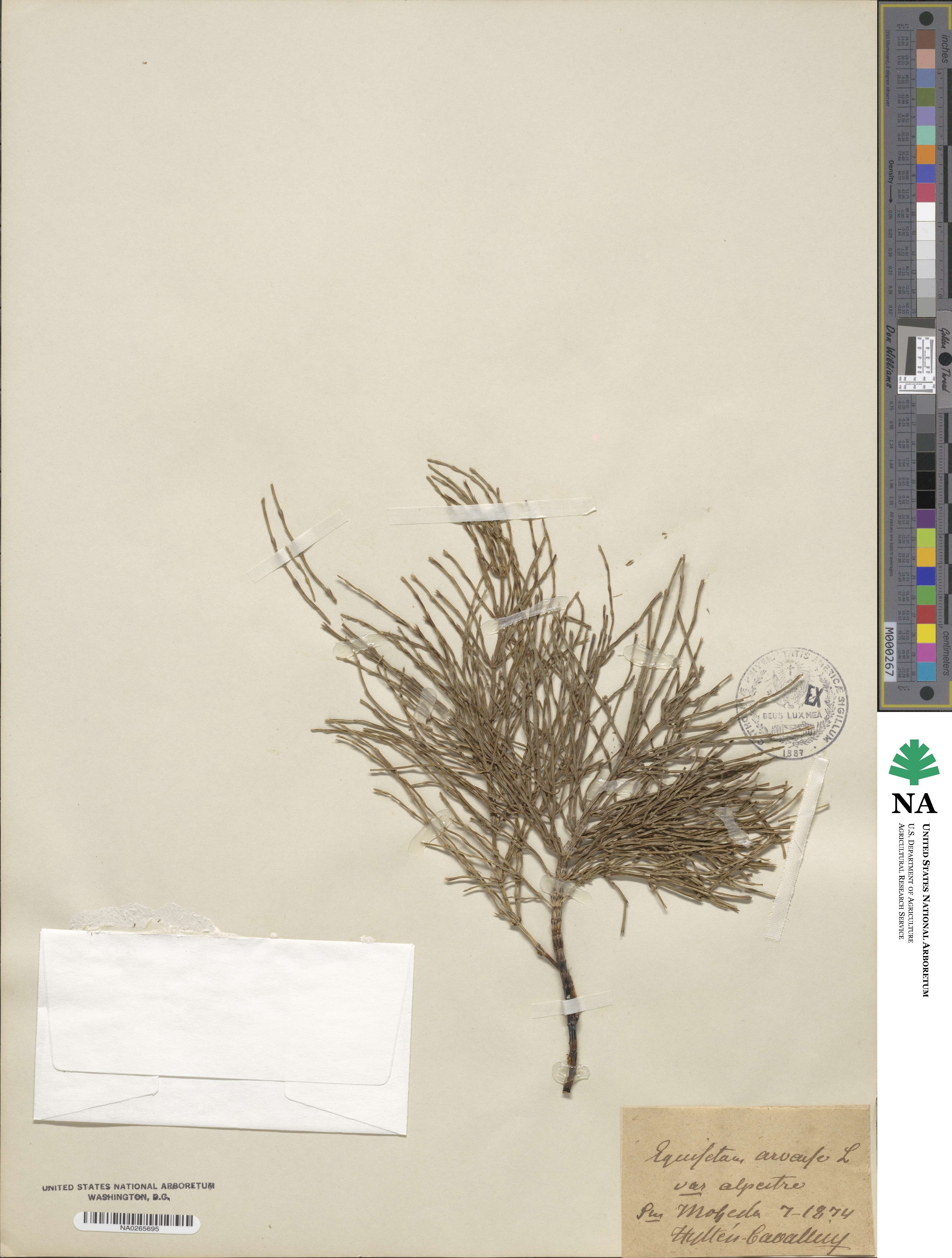 Equisetum arvense subsp. alpestre image