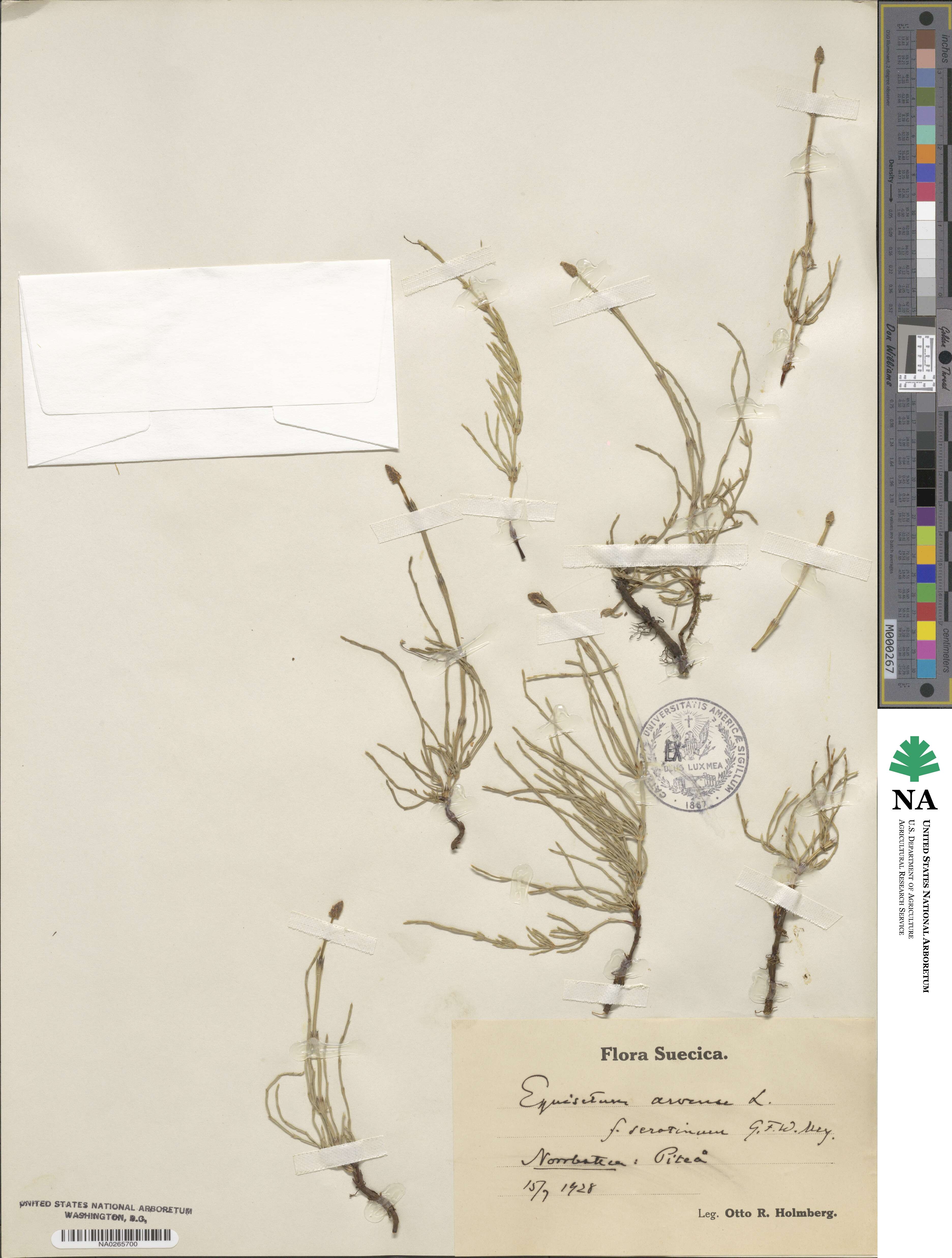 Equisetum arvense image