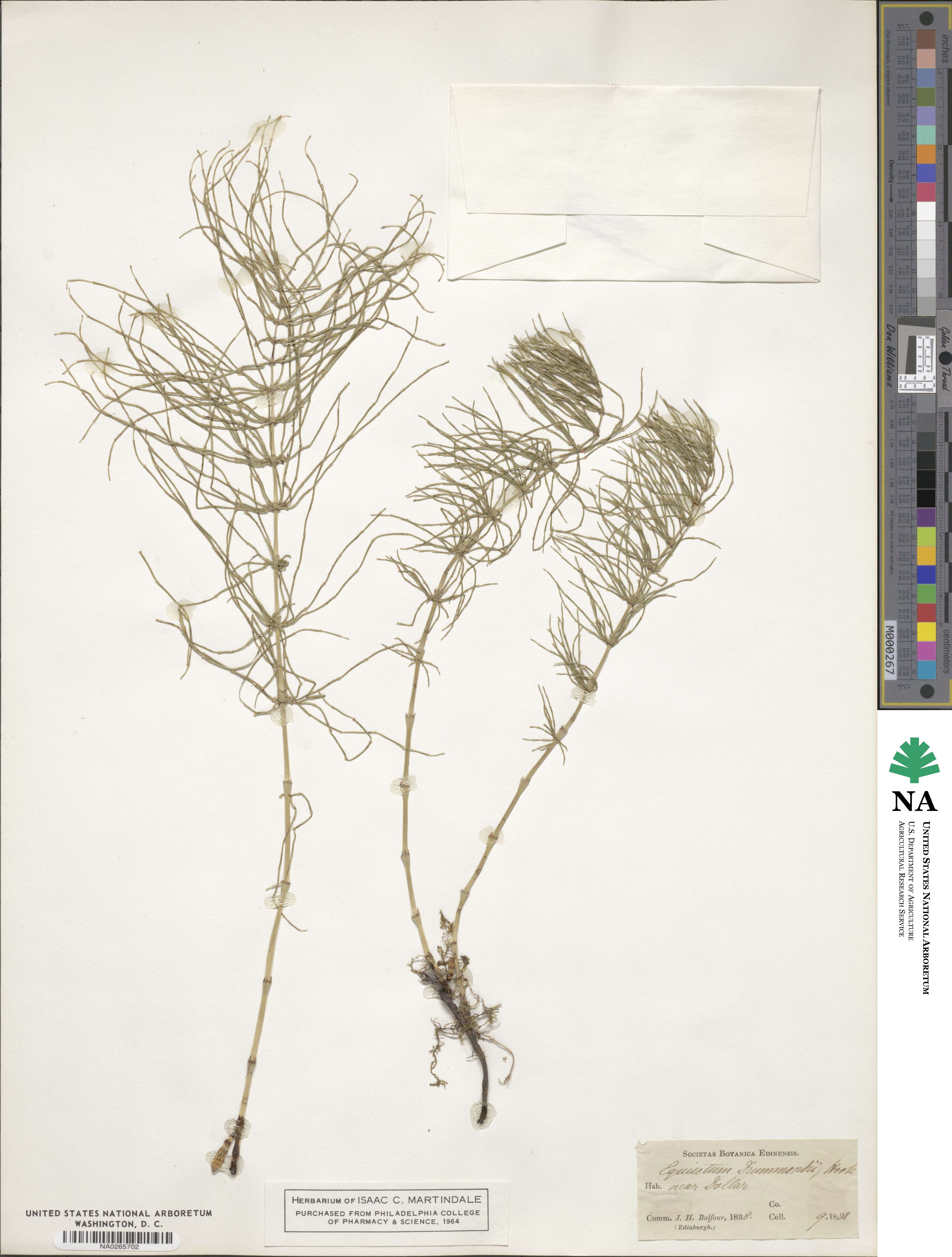 Equisetum hyemale subsp. affine image