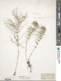 Equisetum hyemale subsp. affine image