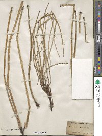 Equisetum hyemale image