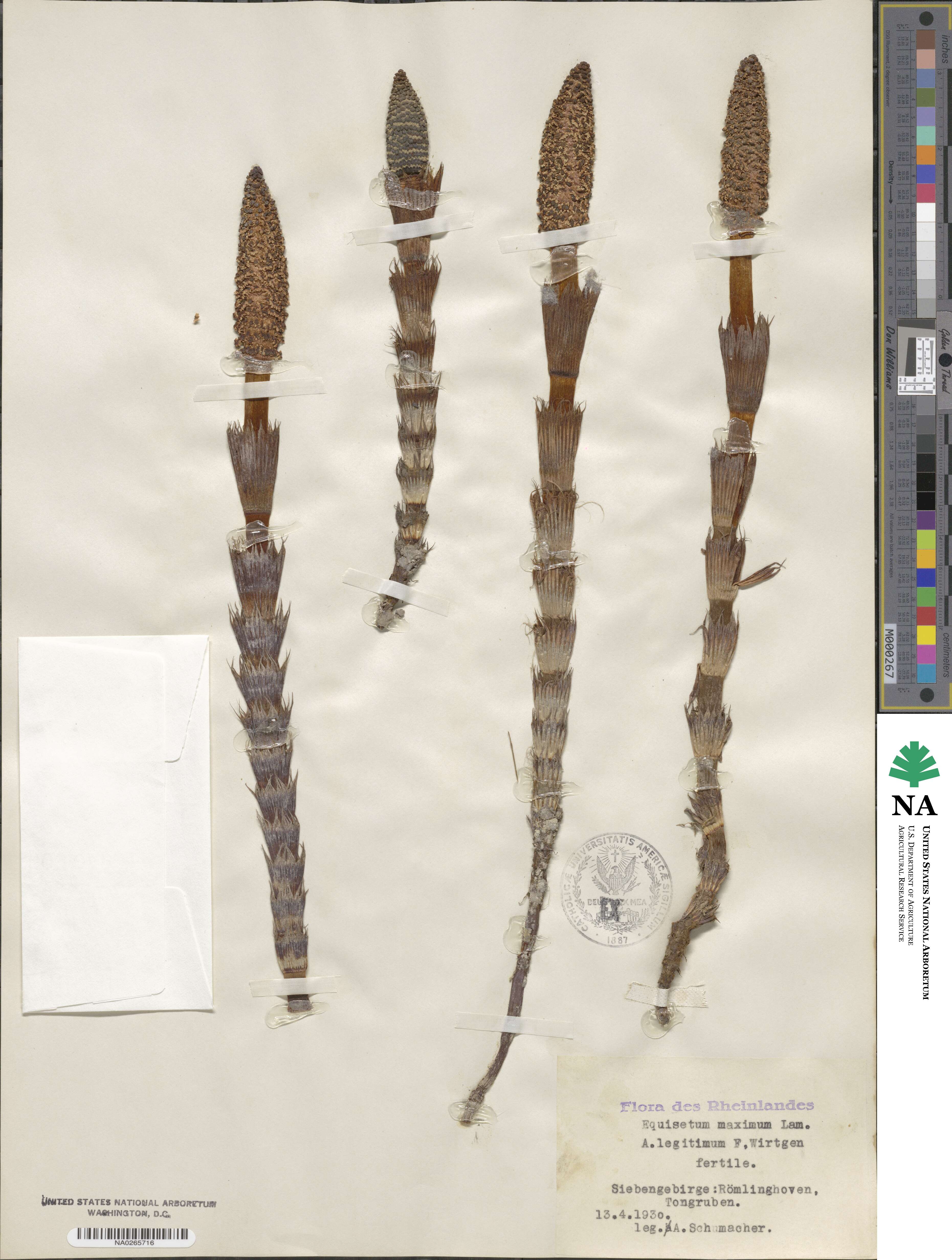 Equisetum fluviatile image