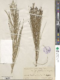 Equisetum palustre image