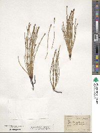 Equisetum palustre image