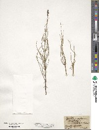 Equisetum palustre image